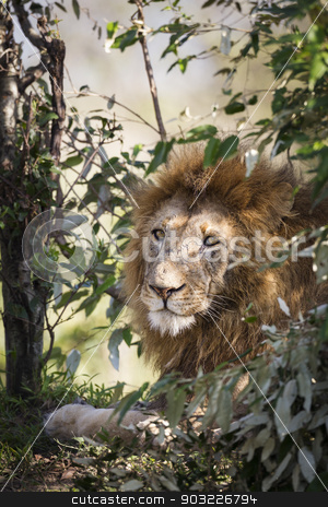 To use this stock image in your creative project, please select the size you need over to the right and click the "Add to Cart" button.
Your downloaded image will come with the Cutcaster watermark removed so don’t worry about the watermark you see on this page. Male Lion stock photo, Male lion, Maasai Mara National Reserve, Kenya, East Africa by mdphot