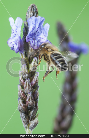 To use this stock image in your creative project, please select the size you need over to the right and click the "Add to Cart" button.
Your downloaded image will come with the Cutcaster watermark removed so don’t worry about the watermark you see on this page. Flying Bee stock photo, Bee Sucking Lavander by Aitormmfoto