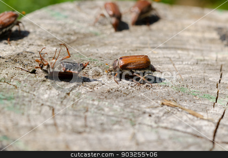 To use this stock image in your creative project, please select the size you need over to the right and click the "Add to Cart" button.
Your downloaded image will come with the Cutcaster watermark removed so don’t worry about the watermark you see on this page. cracked stump edge crawling beetles spread wings stock photo, old cracked stump edge crawling beetles spread their wings trying to get up in the air by sauletas
