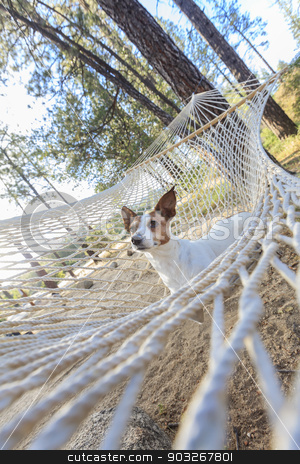To use this stock image in your creative project, please select the size you need over to the right and click the "Add to Cart" button.
Your downloaded image will come with the Cutcaster watermark removed so don’t worry about the watermark you see on this page. Relaxed jack Russell Terrier Relaxing in a Hammock stock photo, Relaxed jack Russell Terrier Relaxing in a Hammock Among the Pine Trees. by Andy Dean