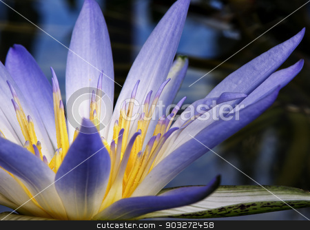 To use this stock image in your creative project, please select the size you need over to the right and click the "Add to Cart" button.
Your downloaded image will come with the Cutcaster watermark removed so don’t worry about the watermark you see on this page. Amazon Water Lily stock photo, Beautiful purple Amazon Waterlily flower close up by thisboy