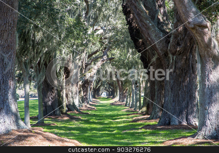 To use this stock image in your creative project, please select the size you need over to the right and click the "Add to Cart" button.
Your downloaded image will come with the Cutcaster watermark removed so don’t worry about the watermark you see on this page. Massive Oaks Around Grassy Lane stock photo, Green Grassy Lane Between a Row of Massive Old Oak Trees by Darryl Brooks