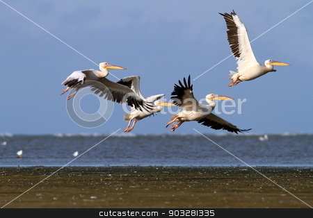 To use this stock image in your creative project, please select the size you need over to the right and click the "Add to Cart" button.
Your downloaded image will come with the Cutcaster watermark removed so don’t worry about the watermark you see on this page. group of pelecanus onocrotalus in air stock photo, group of great pelicans ( pelecanus onocrotalus ) in air in Danube Delta, Sahalin, Romania by coroiu octavian