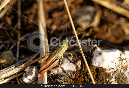 To use this stock image in your creative project, please select the size you need over to the right and click the "Add to Cart" button.
Your downloaded image will come with the Cutcaster watermark removed so don’t worry about the watermark you see on this page. Grasshopper stock photo, Close up photo of a grasshopper in the rockery by Nneirda