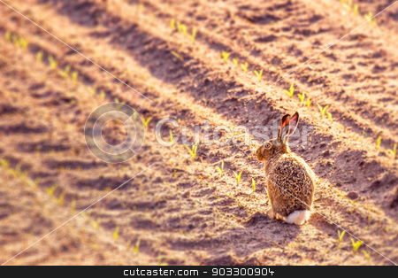 To use this stock image in your creative project, please select the size you need over to the right and click the "Add to Cart" button.
Your downloaded image will come with the Cutcaster watermark removed so don’t worry about the watermark you see on this page. Cute little hare in a kitchen garden stock photo, High resolution photo in best quality by Kasper Nymann