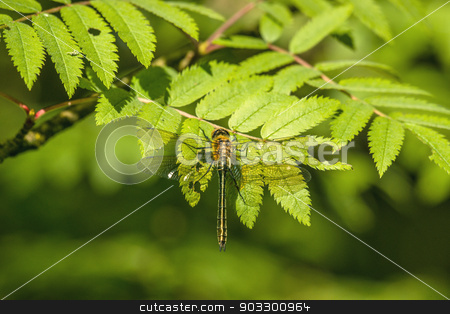 To use this stock image in your creative project, please select the size you need over to the right and click the "Add to Cart" button.
Your downloaded image will come with the Cutcaster watermark removed so don’t worry about the watermark you see on this page. Yellow damselfly sitting on a green leaf stock photo, High resolution photo in best quality by Kasper Nymann
