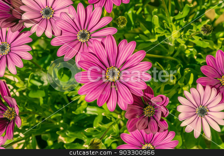 To use this stock image in your creative project, please select the size you need over to the right and click the "Add to Cart" button.
Your downloaded image will come with the Cutcaster watermark removed so don’t worry about the watermark you see on this page. Violet Osteospermum in a green flowerbed stock photo, High resolution photo in best quality by Kasper Nymann