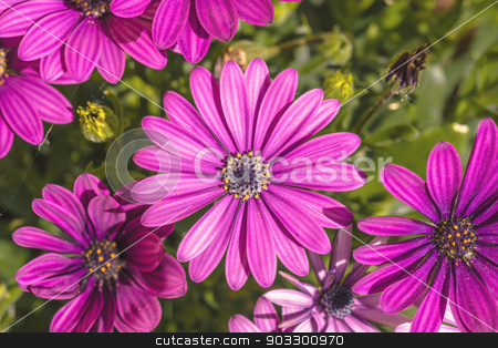 To use this stock image in your creative project, please select the size you need over to the right and click the "Add to Cart" button.
Your downloaded image will come with the Cutcaster watermark removed so don’t worry about the watermark you see on this page. Pink Osteospermum in a garden stock photo, High resolution photo in best quality by Kasper Nymann