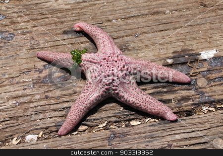 To use this stock image in your creative project, please select the size you need over to the right and click the "Add to Cart" button.
Your downloaded image will come with the Cutcaster watermark removed so don’t worry about the watermark you see on this page. Starfish stock photo, One red and with starfish on wooden ground. by Henrik Lehnerer