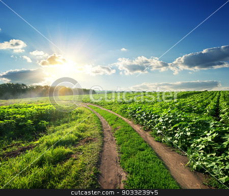 To use this stock image in your creative project, please select the size you need over to the right and click the "Add to Cart" button.
Your downloaded image will come with the Cutcaster watermark removed so don’t worry about the watermark you see on this page. Young sunflowers and road stock photo, Young sunflowers and country road at sunset by Givaga