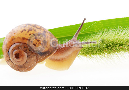 To use this stock image in your creative project, please select the size you need over to the right and click the "Add to Cart" button.
Your downloaded image will come with the Cutcaster watermark removed so don’t worry about the watermark you see on this page. Snail on a green leaf stock photo, Small brown snail on a green bristle leaf by John Young