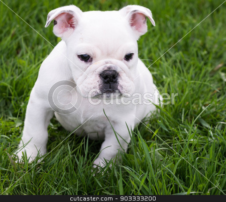 To use this stock image in your creative project, please select the size you need over to the right and click the "Add to Cart" button.
Your downloaded image will come with the Cutcaster watermark removed so don’t worry about the watermark you see on this page. english bulldog stock photo, english bulldog sitting in the grass - 8 weeks old by John McAllister