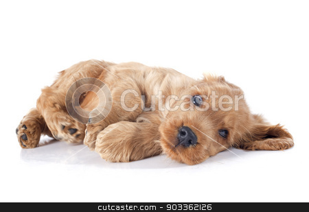 To use this stock image in your creative project, please select the size you need over to the right and click the "Add to Cart" button.
Your downloaded image will come with the Cutcaster watermark removed so don’t worry about the watermark you see on this page. puppy english cocker stock photo, portrait of a purebred puppy english cocker in a studio by Bonzami Emmanuelle