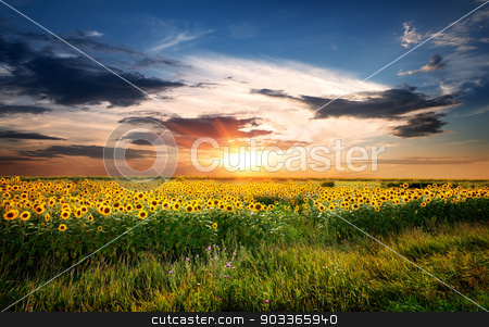 To use this stock image in your creative project, please select the size you need over to the right and click the "Add to Cart" button.
Your downloaded image will come with the Cutcaster watermark removed so don’t worry about the watermark you see on this page. Field of sunflowers stock photo, Field of yellow blossoming sunflowers at sunrise by Givaga