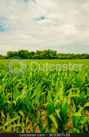 To use this stock image in your creative project, please select the size you need over to the right and click the "Add to Cart" button.
Your downloaded image will come with the Cutcaster watermark removed so don’t worry about the watermark you see on this page. Fresh green corn crops on a field stock photo, Top quality photo in high resolution by Kasper Nymann