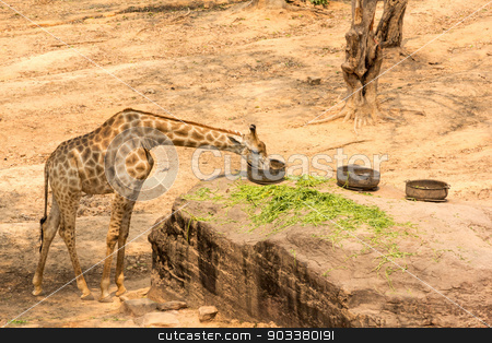 To use this stock image in your creative project, please select the size you need over to the right and click the "Add to Cart" button.
Your downloaded image will come with the Cutcaster watermark removed so don’t worry about the watermark you see on this page. giraffe eating stock photo, A large giraffe bull (Giraffa camelopardalis), eating by prajit48