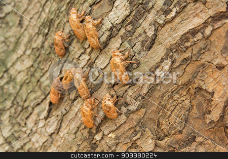 To use this stock image in your creative project, please select the size you need over to the right and click the "Add to Cart" button.
Your downloaded image will come with the Cutcaster watermark removed so don’t worry about the watermark you see on this page. cicada molting on tree stock photo, cicada molting changing its skin in the rainforest by prajit48