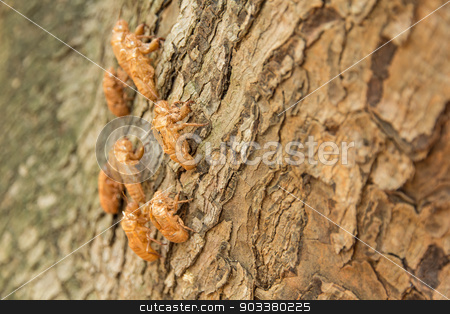 To use this stock image in your creative project, please select the size you need over to the right and click the "Add to Cart" button.
Your downloaded image will come with the Cutcaster watermark removed so don’t worry about the watermark you see on this page. cicada molting on tree stock photo, cicada molting changing its skin in the rainforest by prajit48