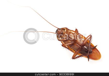 To use this stock image in your creative project, please select the size you need over to the right and click the "Add to Cart" button.
Your downloaded image will come with the Cutcaster watermark removed so don’t worry about the watermark you see on this page. Dead cockroach lying on its back stock photo, Dead cockroach, a common household pest, lying on its back viewed from above isolated on a white background with copyspace by Stephen Gibson
