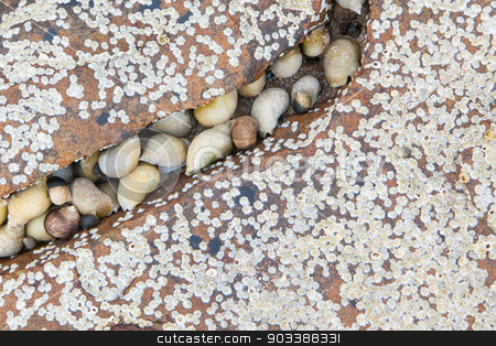 To use this stock image in your creative project, please select the size you need over to the right and click the "Add to Cart" button.
Your downloaded image will come with the Cutcaster watermark removed so don’t worry about the watermark you see on this page. Cluster of seashells stock photo, Cluster of seashells on a stone at the sea by michaklootwijk