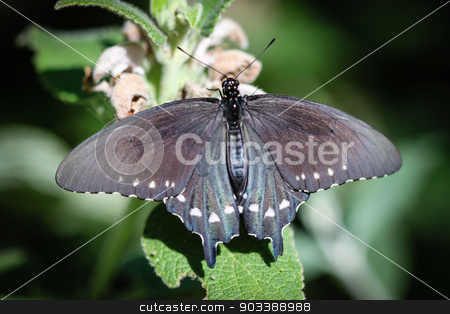 To use this stock image in your creative project, please select the size you need over to the right and click the "Add to Cart" button.
Your downloaded image will come with the Cutcaster watermark removed so don’t worry about the watermark you see on this page. Spicebush Swallowtail Papilio Troilus stock photo, A colorful Spicebush Swallowtail Papilio Troilus butterfly. by Henrik Lehnerer