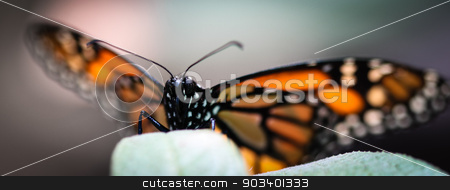 To use this stock image in your creative project, please select the size you need over to the right and click the "Add to Cart" button.
Your downloaded image will come with the Cutcaster watermark removed so don’t worry about the watermark you see on this page. Monarch Danaus Plexippus stock photo, A colorful Monarch Danaus Plexippus butterfly. by Henrik Lehnerer