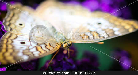 To use this stock image in your creative project, please select the size you need over to the right and click the "Add to Cart" button.
Your downloaded image will come with the Cutcaster watermark removed so don’t worry about the watermark you see on this page. White Peacock Anartia Jatrophae stock photo, A colorful White Peacock Anartia Jatrophae butterfly. by Henrik Lehnerer