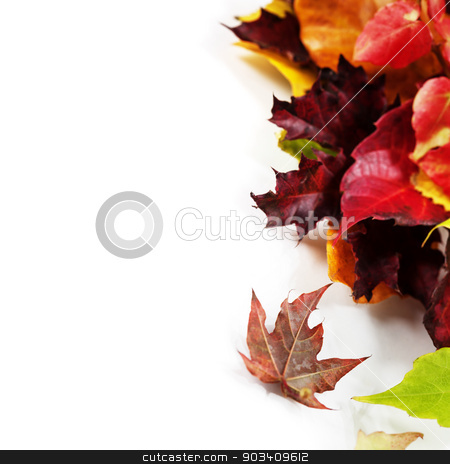 To use this stock image in your creative project, please select the size you need over to the right and click the "Add to Cart" button.
Your downloaded image will come with the Cutcaster watermark removed so don’t worry about the watermark you see on this page. Autumn Leaves stock photo, Autumn Leaves on white background by klenova
