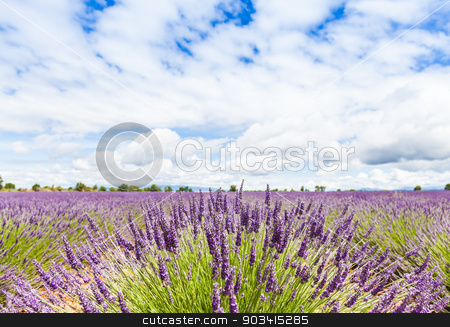 To use this stock image in your creative project, please select the size you need over to the right and click the "Add to Cart" button.
Your downloaded image will come with the Cutcaster watermark removed so don’t worry about the watermark you see on this page. Lavander field stock photo, Provence Region, France. Lavander field at end of June by Paolo Gallo