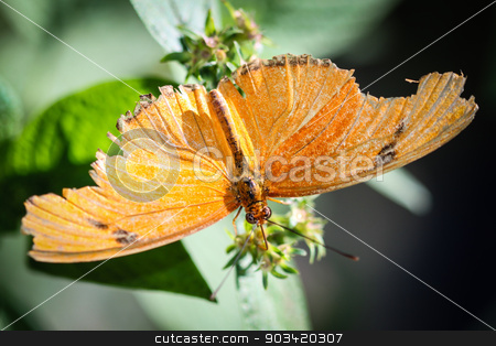 To use this stock image in your creative project, please select the size you need over to the right and click the "Add to Cart" button.
Your downloaded image will come with the Cutcaster watermark removed so don’t worry about the watermark you see on this page. Julia Heliconian Dryas Julia stock photo, A colorful Julia Heliconian Dryas Julia butterfly. by Henrik Lehnerer