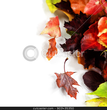 To use this stock image in your creative project, please select the size you need over to the right and click the "Add to Cart" button.
Your downloaded image will come with the Cutcaster watermark removed so don’t worry about the watermark you see on this page. Autumn Leaves stock photo, Autumn Leaves on white background by klenova