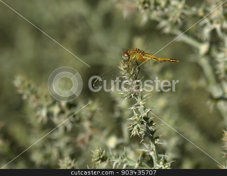 To use this stock image in your creative project, please select the size you need over to the right and click the "Add to Cart" button.
Your downloaded image will come with the Cutcaster watermark removed so don’t worry about the watermark you see on this page. Immature ruddy darter, sympetrum sanguineum, in Camargue, France stock photo, Close up of immature ruddy darter, sympetrum sanguineum, in Camargue, France by Elenarts