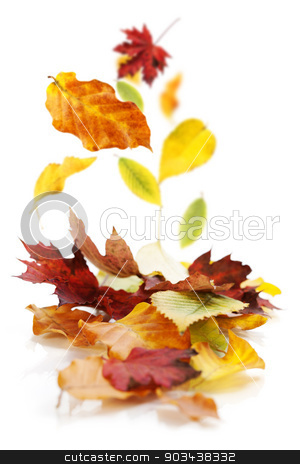 To use this stock image in your creative project, please select the size you need over to the right and click the "Add to Cart" button.
Your downloaded image will come with the Cutcaster watermark removed so don’t worry about the watermark you see on this page. Autumn Leaves stock photo, Autumn Leaves on white background by klenova