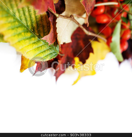 To use this stock image in your creative project, please select the size you need over to the right and click the "Add to Cart" button.
Your downloaded image will come with the Cutcaster watermark removed so don’t worry about the watermark you see on this page. Autumn Leaves stock photo, Autumn Leaves on white background by klenova