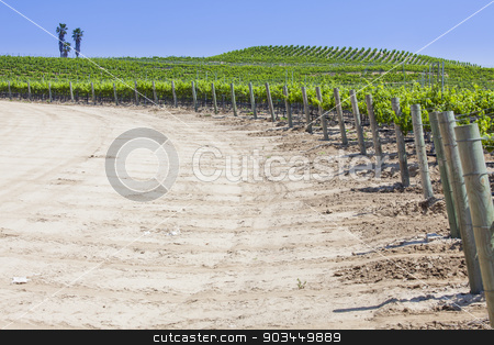 To use this stock image in your creative project, please select the size you need over to the right and click the "Add to Cart" button.
Your downloaded image will come with the Cutcaster watermark removed so don’t worry about the watermark you see on this page. Beautiful Lush Grape Vineyard with Room For Text stock photo, Beautiful Lush Grape Vineyard In The Sun with Room for Your Own Text. by Andy Dean