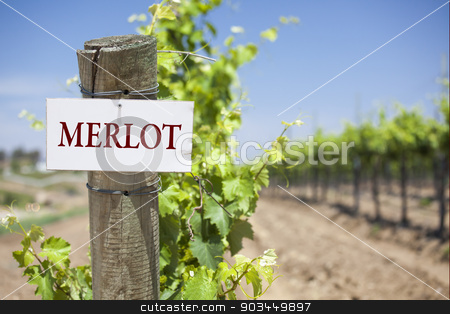 To use this stock image in your creative project, please select the size you need over to the right and click the "Add to Cart" button.
Your downloaded image will come with the Cutcaster watermark removed so don’t worry about the watermark you see on this page. Merlot Sign On Vineyard Post stock photo, Merlot Sign On Post at the End of a Vineyard Row of Grapes. by Andy Dean
