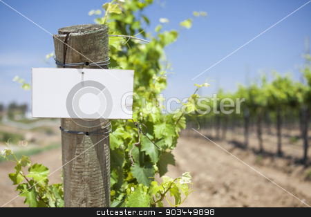 To use this stock image in your creative project, please select the size you need over to the right and click the "Add to Cart" button.
Your downloaded image will come with the Cutcaster watermark removed so don’t worry about the watermark you see on this page. Grape Wine Vineyard with Wooden Post Holding Blank Sign stock photo, Grape Wine Vineyard with Wooden Post Holding Blank Sign Ready for Your Own Text. by Andy Dean