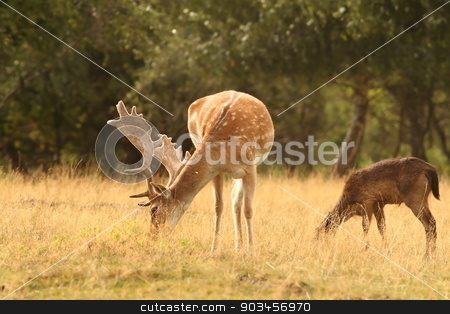 To use this stock image in your creative project, please select the size you need over to the right and click the "Add to Cart" button.
Your downloaded image will come with the Cutcaster watermark removed so don’t worry about the watermark you see on this page. fallow deer stag grazing stock photo, fallow deer stag ( Dama ) grazing on a clearing by coroiu octavian