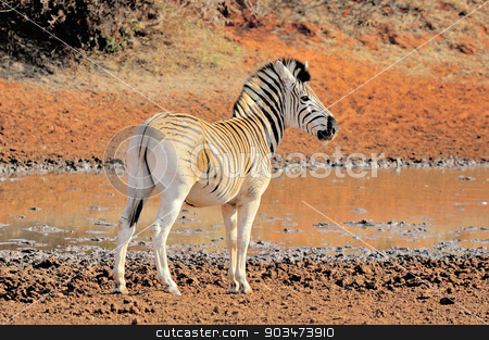 To use this stock image in your creative project, please select the size you need over to the right and click the "Add to Cart" button.
Your downloaded image will come with the Cutcaster watermark removed so don’t worry about the watermark you see on this page. Zebra stock photo, Zebra at the Haak en Steek waterhole in the Mokala National Park of South Africa
by Grobler du Preez