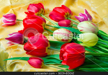 To use this stock image in your creative project, please select the size you need over to the right and click the "Add to Cart" button.
Your downloaded image will come with the Cutcaster watermark removed so don’t worry about the watermark you see on this page. Bright red tulip against yellow silk stock photo, One big beautiful tulip of bright red color against the beautiful draped yellow silk. It is presented by a close up by Georgina198