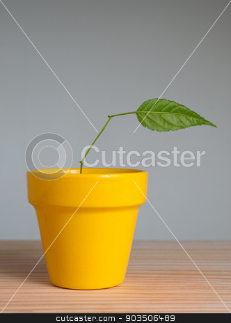 To use this stock image in your creative project, please select the size you need over to the right and click the "Add to Cart" button.
Your downloaded image will come with the Cutcaster watermark removed so don’t worry about the watermark you see on this page. Plant with one leaf stock photo, young plant with one leaf in clay pot by Pablo Caridad