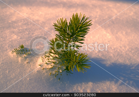 To use this stock image in your creative project, please select the size you need over to the right and click the "Add to Cart" button.
Your downloaded image will come with the Cutcaster watermark removed so don’t worry about the watermark you see on this page. Branch in the snow stock photo, Picturesque view of a solitary little branch peeking out of snow in the setting sun by Michal Knitl