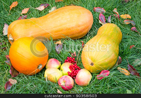 To use this stock image in your creative project, please select the size you need over to the right and click the "Add to Cart" button.
Your downloaded image will come with the Cutcaster watermark removed so don’t worry about the watermark you see on this page. Pumpkins, apples and berries on the green grass. stock photo, On the green grass lay three large ripe pumpkin, ripe apples and red berries. by Georgina198