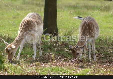To use this stock image in your creative project, please select the size you need over to the right and click the "Add to Cart" button.
Your downloaded image will come with the Cutcaster watermark removed so don’t worry about the watermark you see on this page. fallow deer under a tree stock photo, animal by Saphire Ovadia