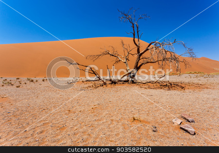 To use this stock image in your creative project, please select the size you need over to the right and click the "Add to Cart" button.
Your downloaded image will come with the Cutcaster watermark removed so don’t worry about the watermark you see on this page. Dune 45 in sossusvlei Namibia with dead tree stock photo, Dune 45 in sossusvlei Namibia with dead tree, best of Namibia landscape by Artush