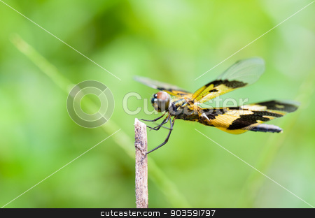To use this stock image in your creative project, please select the size you need over to the right and click the "Add to Cart" button.
Your downloaded image will come with the Cutcaster watermark removed so don’t worry about the watermark you see on this page. Black and yellow dragonfly stock photo, Rhyothemis Variegata, Common Picture Wing or Variegated Flutterer, is black and yellow female dragonfly on twig by Yongkiet