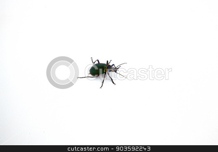 To use this stock image in your creative project, please select the size you need over to the right and click the "Add to Cart" button.
Your downloaded image will come with the Cutcaster watermark removed so don’t worry about the watermark you see on this page. Beetle stock photo, A beetle isolated on a white background. by Scott Sanders