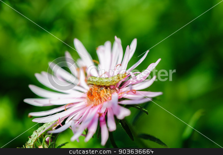 To use this stock image in your creative project, please select the size you need over to the right and click the "Add to Cart" button.
Your downloaded image will come with the Cutcaster watermark removed so don’t worry about the watermark you see on this page. caterpillar on flower stock photo, pinkflower and small green ugly caterpillar, seelctive focus by Serghei Starus