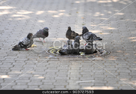 To use this stock image in your creative project, please select the size you need over to the right and click the "Add to Cart" button.
Your downloaded image will come with the Cutcaster watermark removed so don’t worry about the watermark you see on this page. Pigeons are cooled with water from the heat stock photo, Pigeons are cooled with water from the heat by Nebojsa Markovic