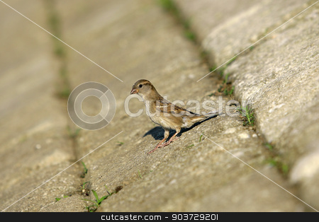 To use this stock image in your creative project, please select the size you need over to the right and click the "Add to Cart" button.
Your downloaded image will come with the Cutcaster watermark removed so don’t worry about the watermark you see on this page. Sparrow House standing on a concrete floor and looking around stock photo, Sparrow House standing on a concrete floor and looking around by Nebojsa Markovic